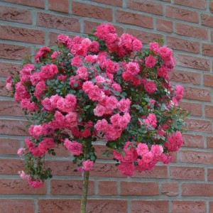 Саженцы штамбовой розы (3 шт. ) Роза Книрпс (Knirps)