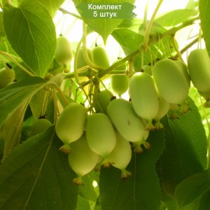 Саженцы актинидии женский Незнакомка -  комплект 5 шт.