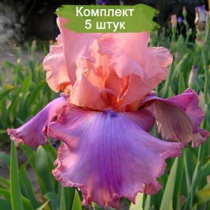Саженцы ириса Прелестный розовый -  комплект 5 шт.