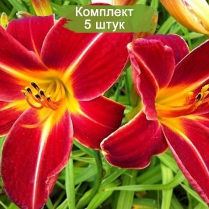 Саженцы лилейника Чевонки -  комплект 5 шт.