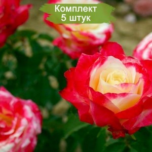 Саженцы миниатюрной розы Дабл Делайт (Double Delight) -  комплект 5 шт.