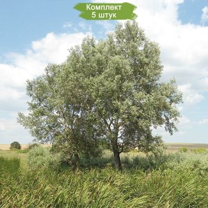 Саженцы тополя Белого (Серебристого) 60-100 см -  комплект 5 шт.