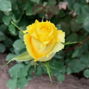 Саженец чайно-гибридной розы Таро (чайно-гибридная)