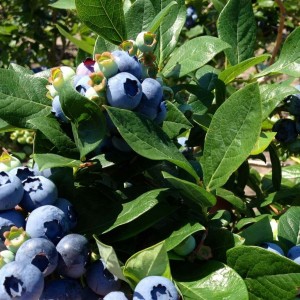 Саженец голубики Чандлер (Chandler)