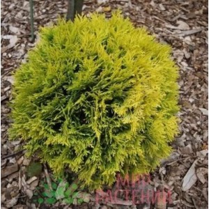 Саженец Туи шаровидной Амбер Глоу (Amber Glow)