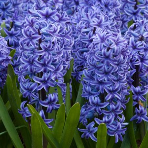 Луковица гиацинта Блю Джакетс (Blue Jacket)