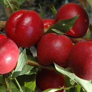 Саженец нектарина Рубинового 7