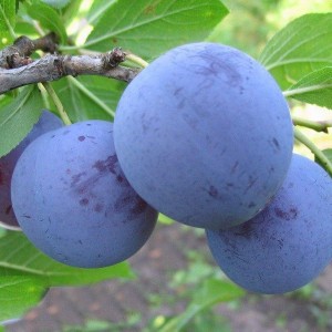 Саженец поздней фиолетовой сливы Блю фри (Blue Free)